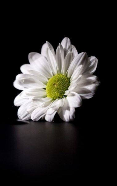 sad image of losing my beloved white chrysanthemum