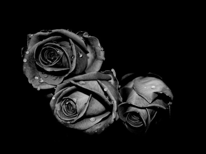 sad image of losing my beloved black flower