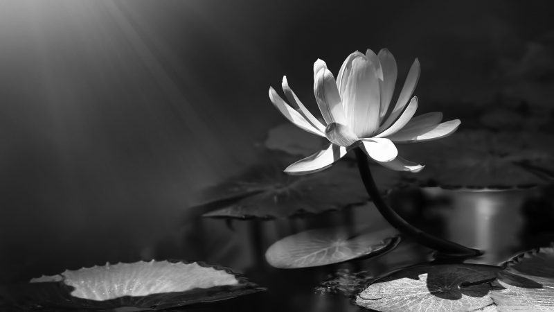 Sad image of losing a loved one, a blooming lotus flower