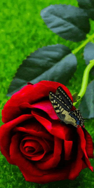 hoạt hình 3d của một con bướm đang nghỉ ngơi trên một bông hoa