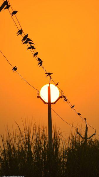 một bức tranh về mặt trời chơi với những chú chim