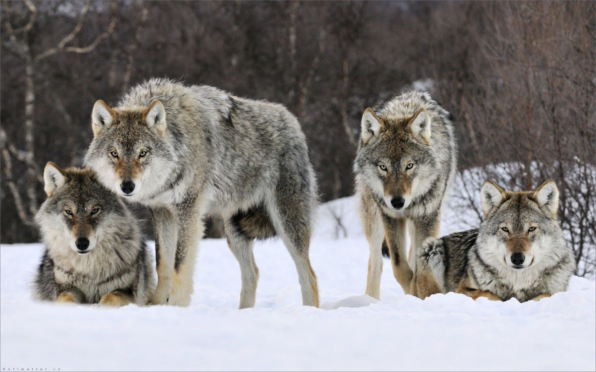 Tìm hiểu với hơn 87 hình xăm con sói tuyệt vời nhất  thuvientinhoceduvn