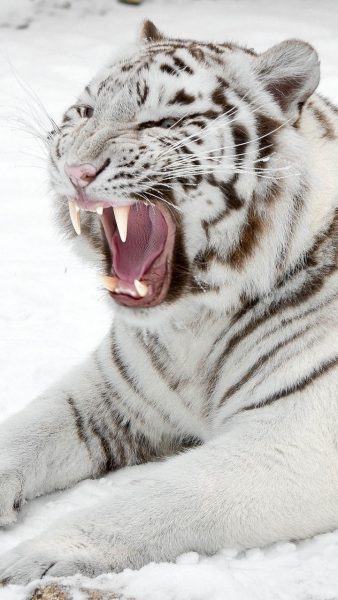 hình ảnh con hổ đang ngủ