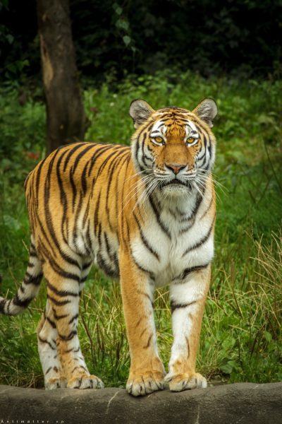 Một hình ảnh con hổ rất đẹp