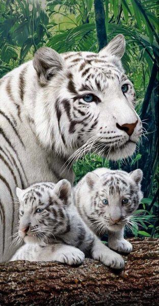 hình ảnh hổ mẹ và 2 hổ con