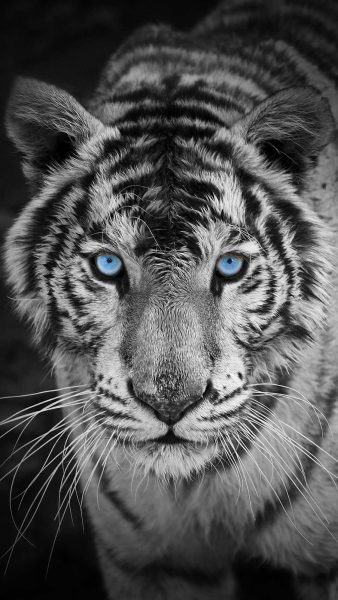 hình ảnh của một con hổ mắt xanh
