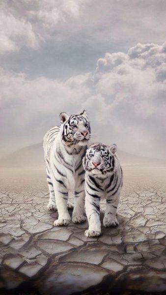 hình ảnh của một con hổ trên đất khô
