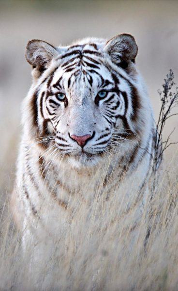 Một bức tranh đẹp về con hổ