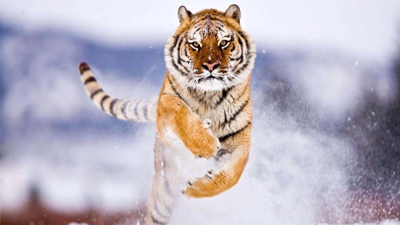 hình ảnh mát mẻ của hổ