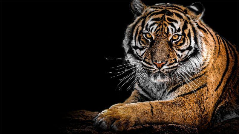 hình ảnh con hổ trên nền đen