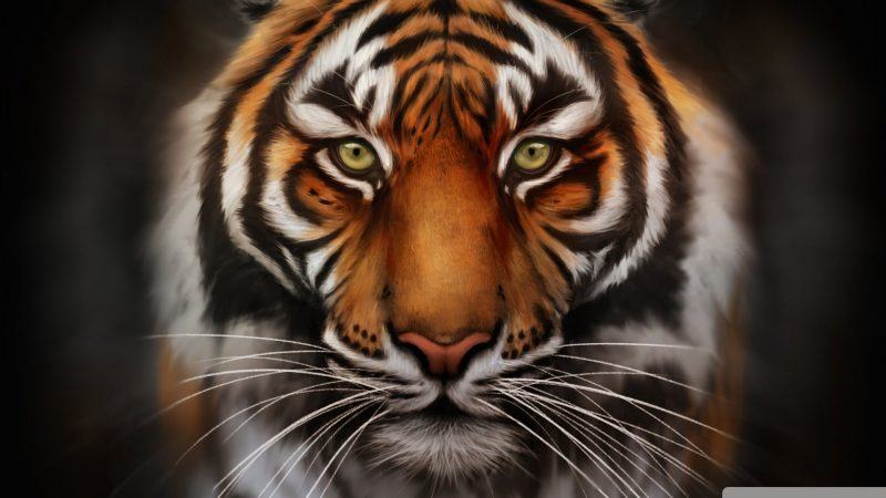 một hình ảnh rất sắc nét của một con hổ
