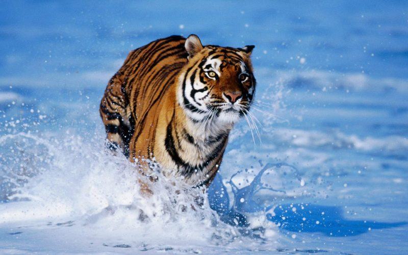 một bức tranh về một con hổ đang chạy trong tuyết