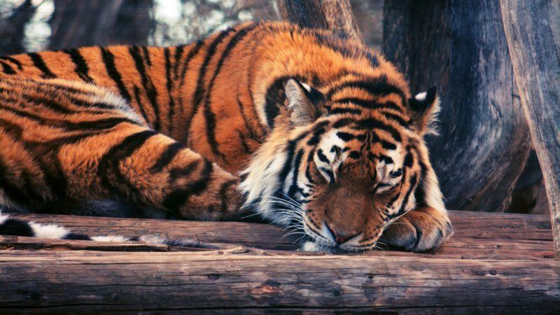 một con hổ đang ngủ