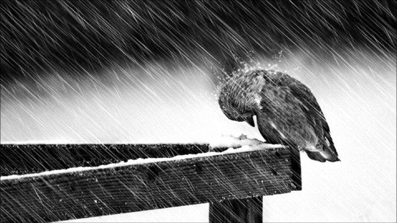 hình nền buồn trong mưa chim