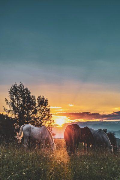 hình ảnh hoàng hôn và ngựa