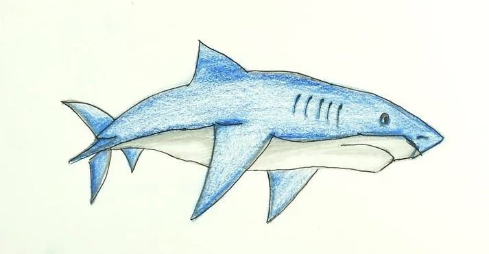 vẽ 12 con cá mập