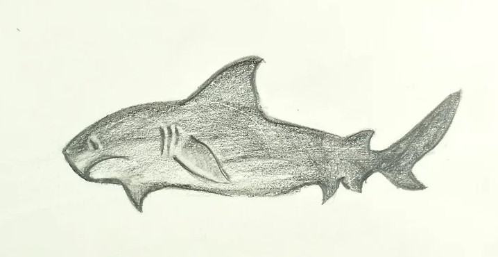vẽ cá mập 17