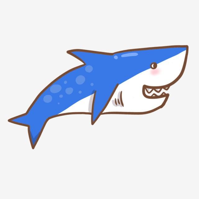 vẽ con cá mập 19