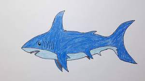 vẽ một con cá mập 22