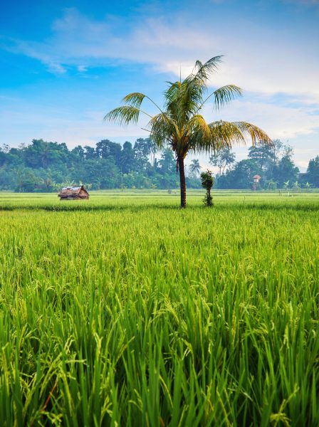 Hình ảnh làng quê Việt Nam và cánh đồng xanh