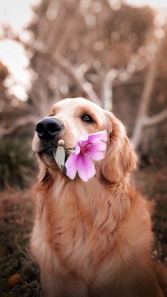 con chó buồn liếm hoa