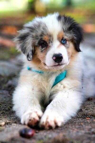 hình ảnh chú chó buồn với đôi mắt xanh tuyệt đẹp