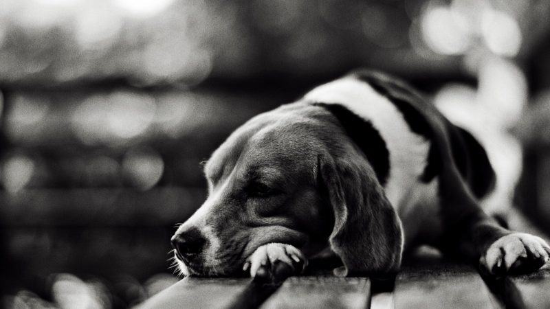 hình ảnh chú chó buồn bã nằm trên chiếc ghế gỗ đen trắng