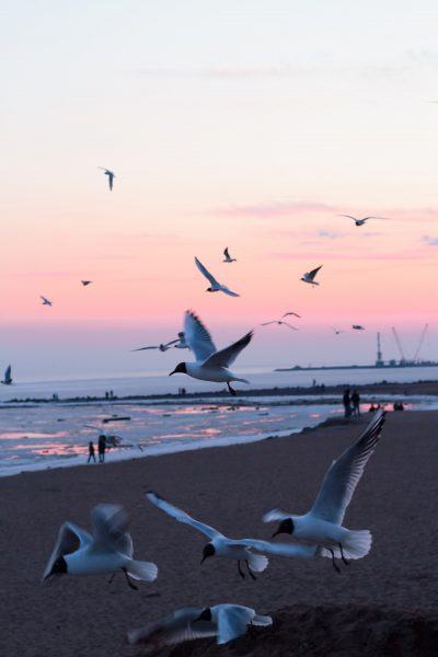 Hình ảnh bình minh và đàn chim bay rất đẹp