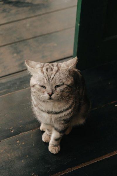 hình ảnh con mèo buồn trong góc tối