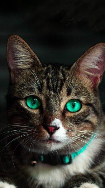 hình ảnh chú mèo buồn có đôi mắt xanh đẹp
