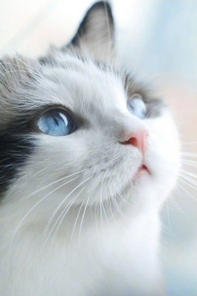 hình ảnh mèo buồn mắt xanh đậm