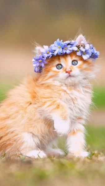 hình ảnh con mèo buồn với vòng hoa
