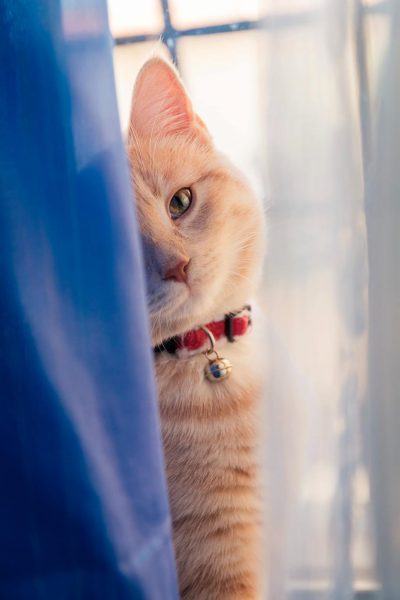 hình ảnh con mèo buồn trốn sau tấm rèm màu xanh