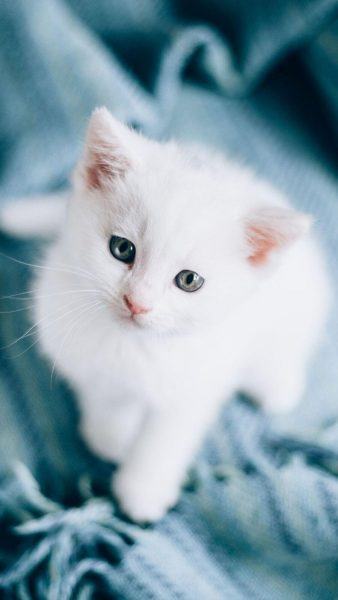 hình ảnh mèo trắng buồn