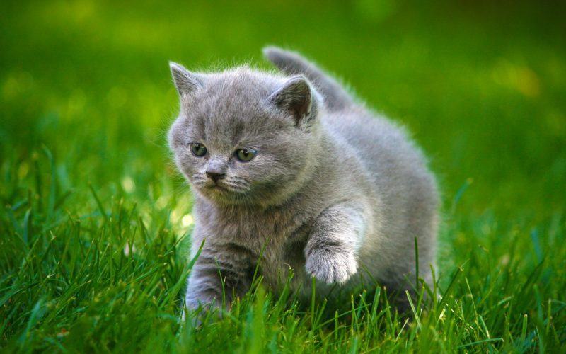 một con mèo buồn với bộ lông màu xám
