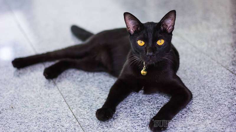 Giải mã giấc mơ liên quan đến mèo đen