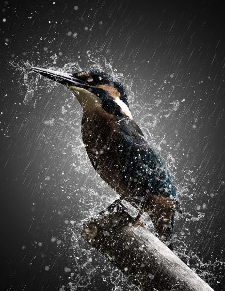 Ảnh về một con chim ướt trong mưa lớn