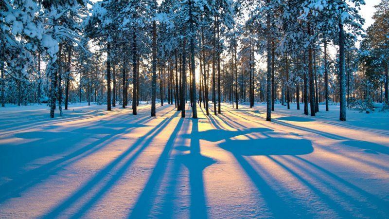Một bức tranh rừng mùa đông tuyệt đẹp