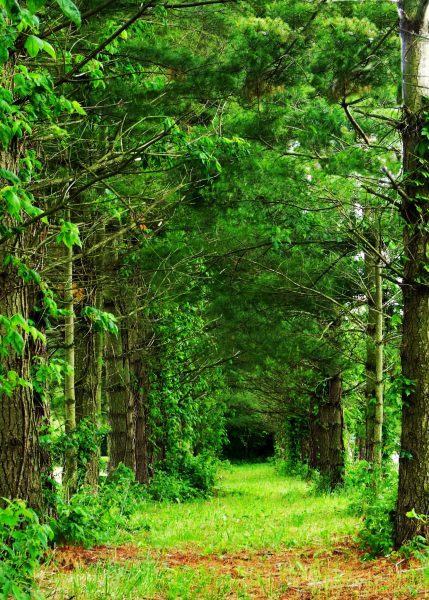 Hình ảnh thiên nhiên rừng thông xanh Việt Nam