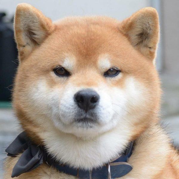 Hình đại diện xấu của một con chó shiba