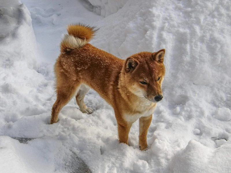 Hình ảnh chú chó Shiba chơi đùa trong tuyết