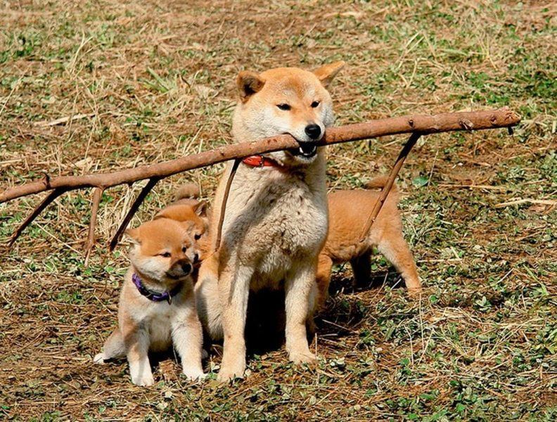 Hình ảnh chó Shiba chơi với chó Shiba