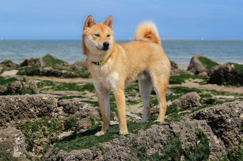 Hình ảnh của một con chó Shiba gần bãi biển