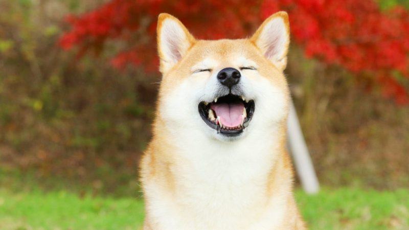 Ảnh chó Shiba với nụ cười đẹp