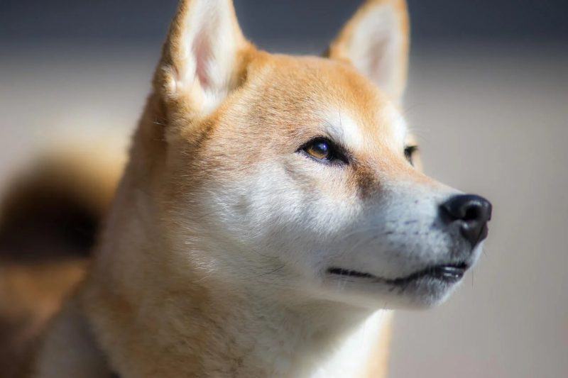 Hình ảnh cận cảnh của một chú chó Shiba