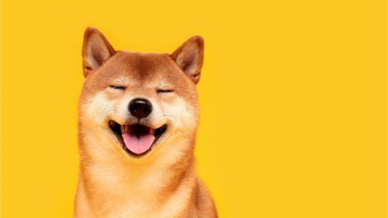 Hình ảnh chó Shiba nền vàng