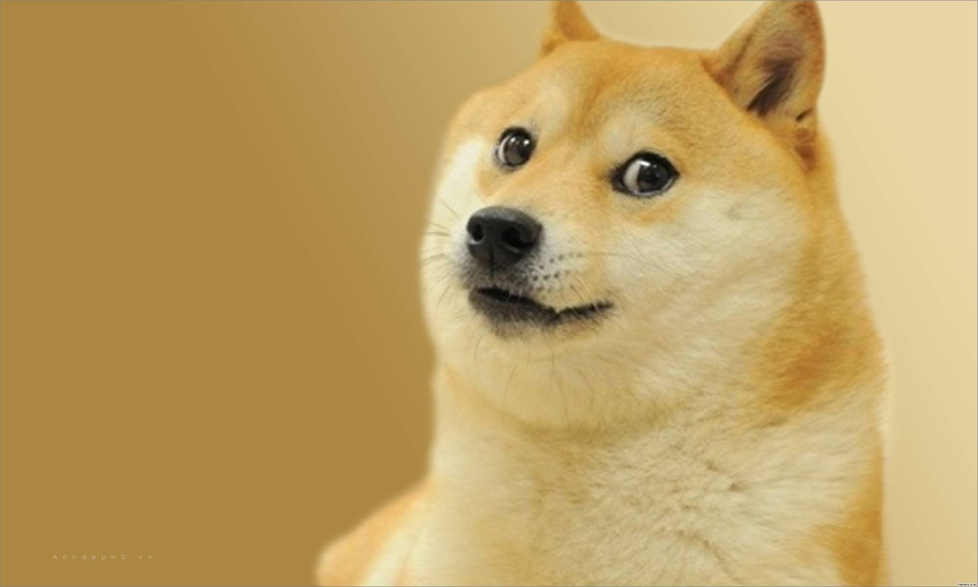 Chó Shiba là giống chó gìn giữ truyền thống của Nhật Bản, được yêu thích vì ngoại hình đáng yêu và thân thiện. Đừng bỏ qua hình ảnh đáng yêu của loài chó này.