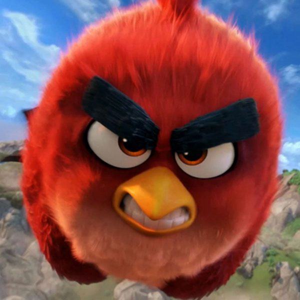 chim mặt đỏ giận dữ