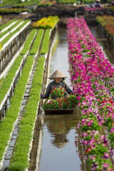 Pictures of Sa Dec Flower Village, farmers harvesting flowers