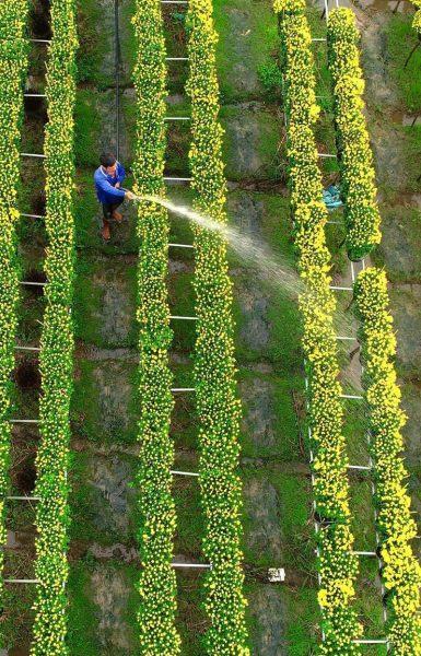 Photo of Sa Dec Flower Village, a farmer watering flowers